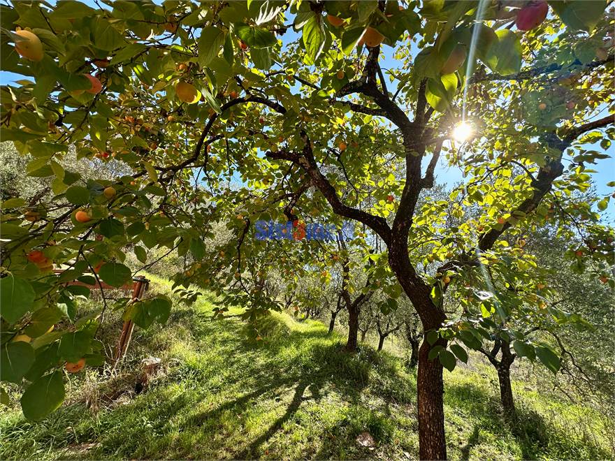 Giardino privato