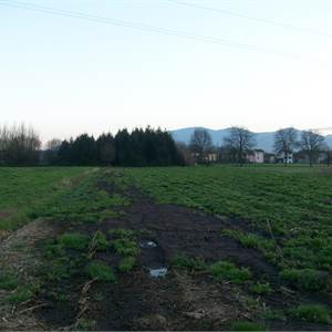 Agricultural Field for Sale in Capannori